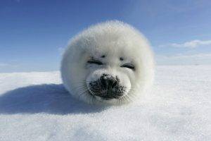 seals, Snow, Winter, Animals