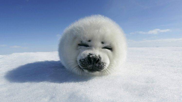 seals, Snow, Winter, Animals HD Wallpaper Desktop Background