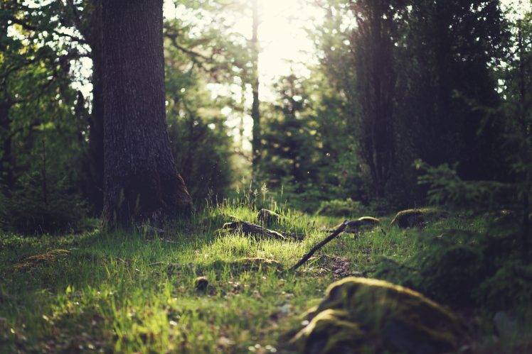 forest, Sunlight, Nature HD Wallpaper Desktop Background