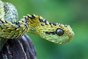 snake, Animals, Macro, Vipers, Reptile, Nature