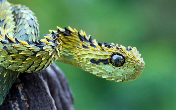 snake, Animals, Macro, Vipers, Reptile, Nature HD Wallpaper Desktop Background