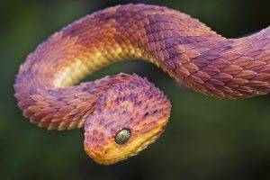 snake, Vipers, Reptile, Animals