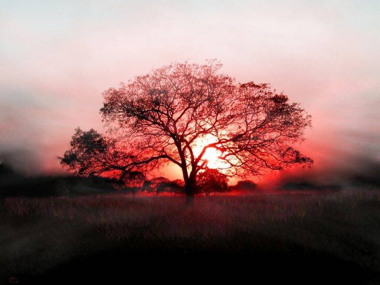 landscape, Sunset, Trees HD Wallpaper Desktop Background