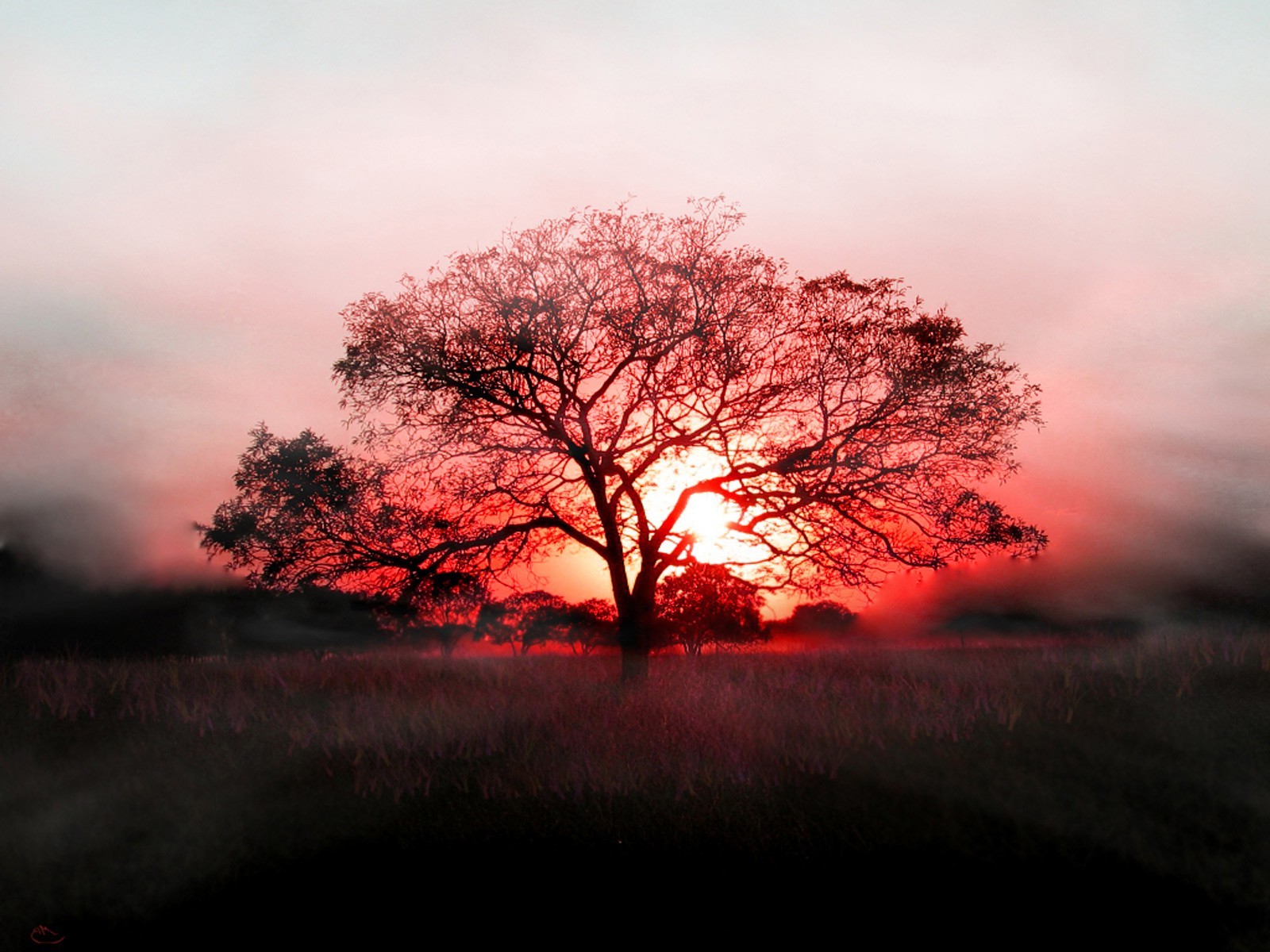 landscape, Sunset, Trees Wallpapers HD / Desktop and Mobile Backgrounds