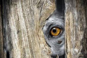 animals, Eyes, Closeup, Wood, Hiding