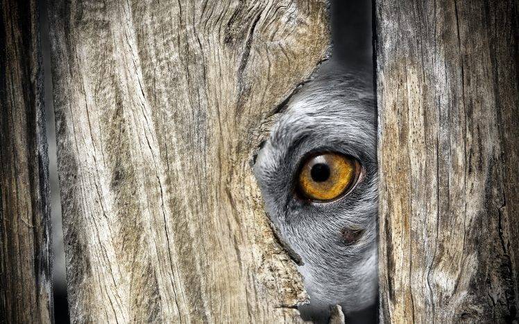 animals, Eyes, Closeup, Wood, Hiding HD Wallpaper Desktop Background