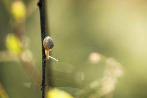 nature, Branch, Closeup, Macro, Snail