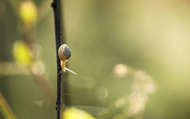 nature, Branch, Closeup, Macro, Snail HD Wallpaper Desktop Background