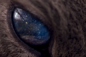 universe, Space, Stars, Animals, Eyes, Galaxy, Cat