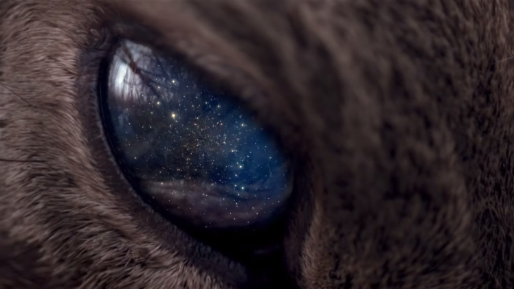 Universe Space Stars Animals Eyes Galaxy Cat Wallpapers Hd