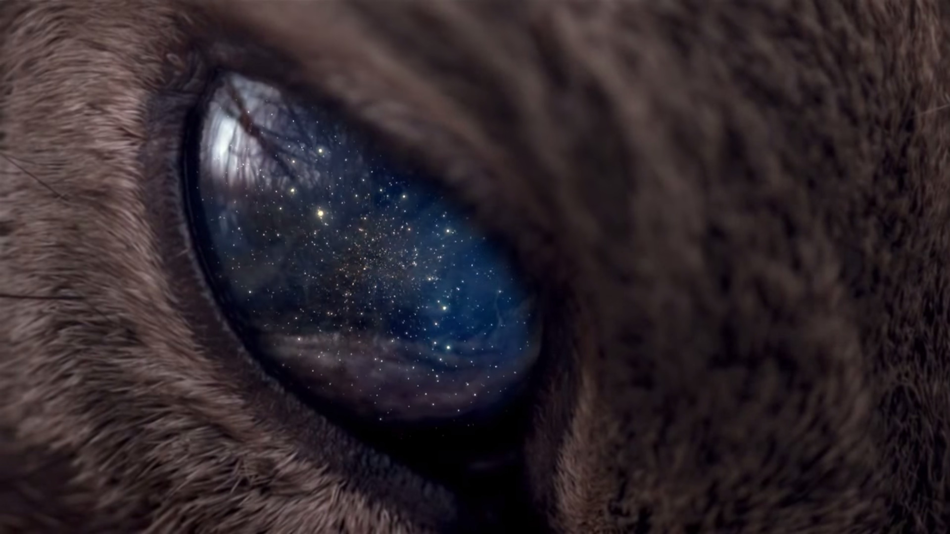 universe, Space, Stars, Animals, Eyes, Galaxy, Cat Wallpapers HD / Desktop  and Mobile Backgrounds