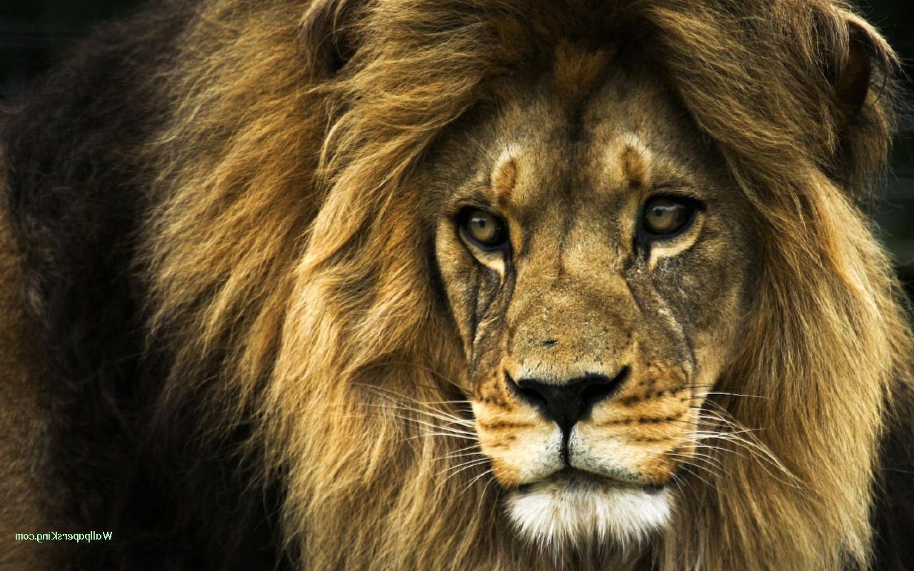lion, Animals, Nature Wallpaper