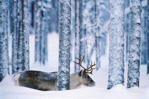 reindeer, Trees, Snow, Animals, Forest, Winter