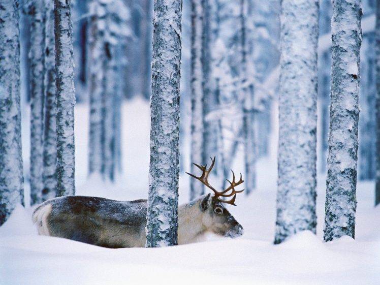 reindeer, Trees, Snow, Animals, Forest, Winter HD Wallpaper Desktop Background