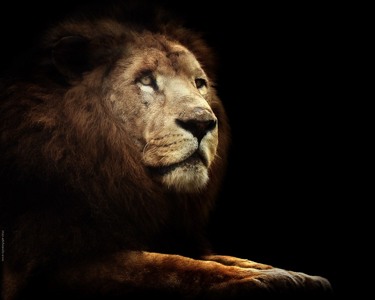lion, Animals Wallpaper