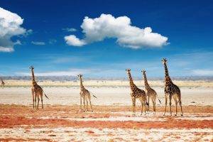giraffes, Animals, Clouds, Landscape