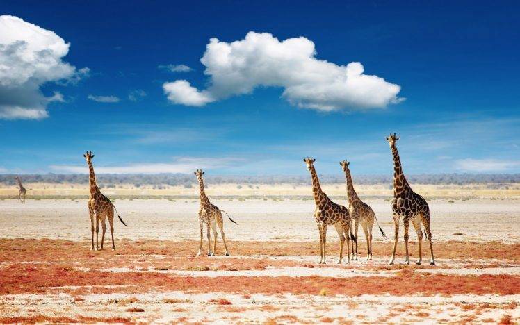 giraffes, Animals, Clouds, Landscape HD Wallpaper Desktop Background