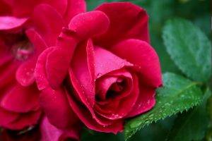 flowers, Nature, Rose