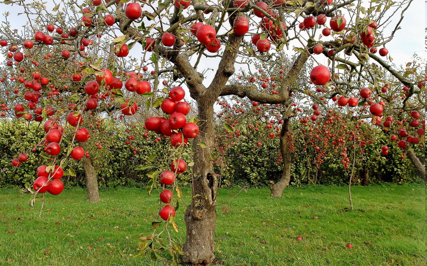 apples, Nature, Landscape Wallpaper
