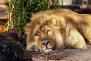animals, Lion