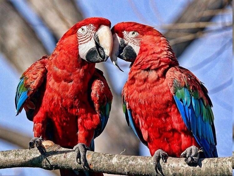 birds, Parrot, Nature, Macaws HD Wallpaper Desktop Background