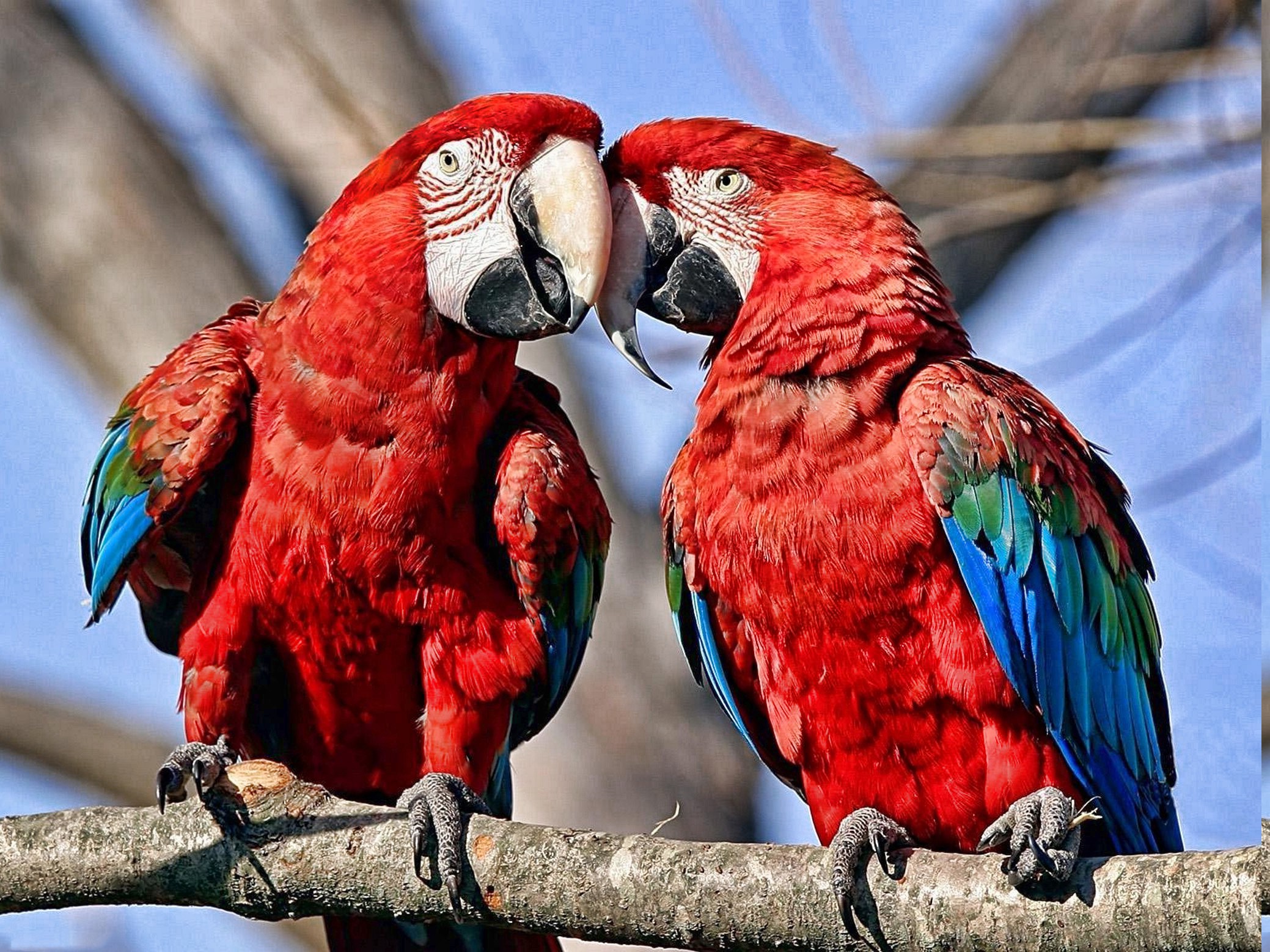 birds, Parrot, Nature, Macaws Wallpaper