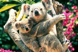 nature, Animals, Koalas, Baby Animals