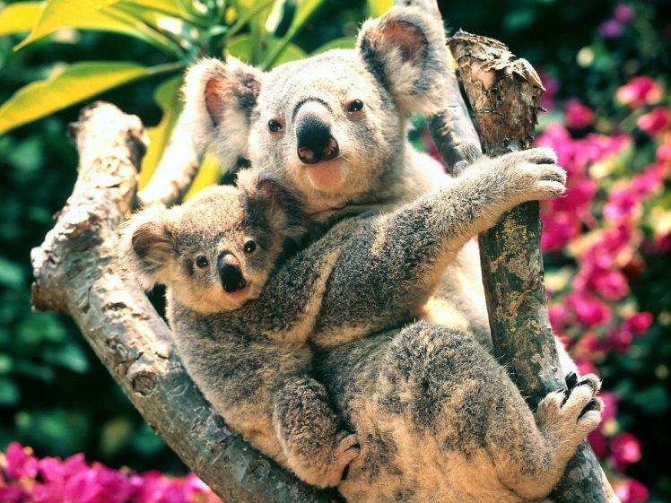 nature, Animals, Koalas, Baby Animals HD Wallpaper Desktop Background