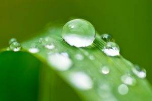 nature, Water Drops, Leaves