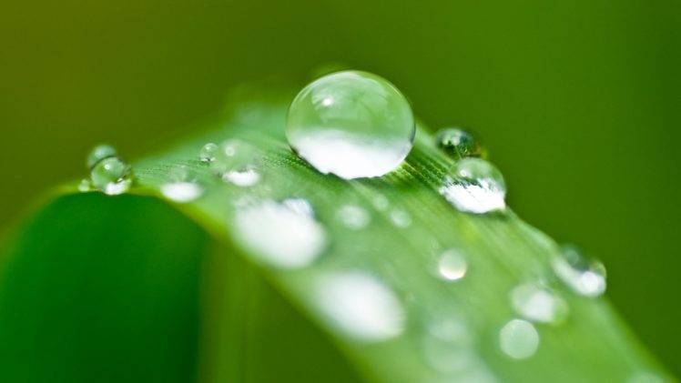 nature, Water Drops, Leaves HD Wallpaper Desktop Background