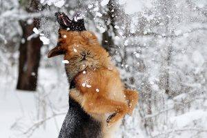 nature, Dog, Snow, German Shepherd, Animals, Jumping