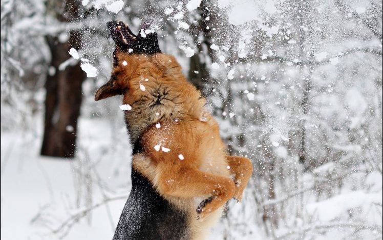 nature, Dog, Snow, German Shepherd, Animals, Jumping HD Wallpaper Desktop Background