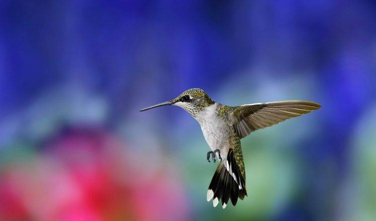 nature, Animals, Birds, Hummingbirds HD Wallpaper Desktop Background