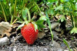 nature, Strawberries