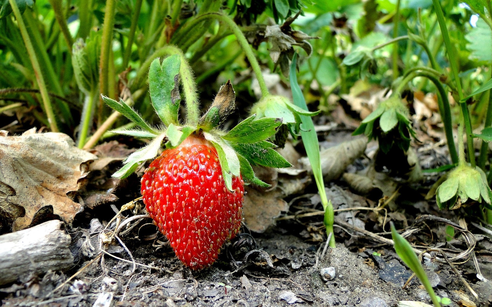 nature, Strawberries Wallpaper