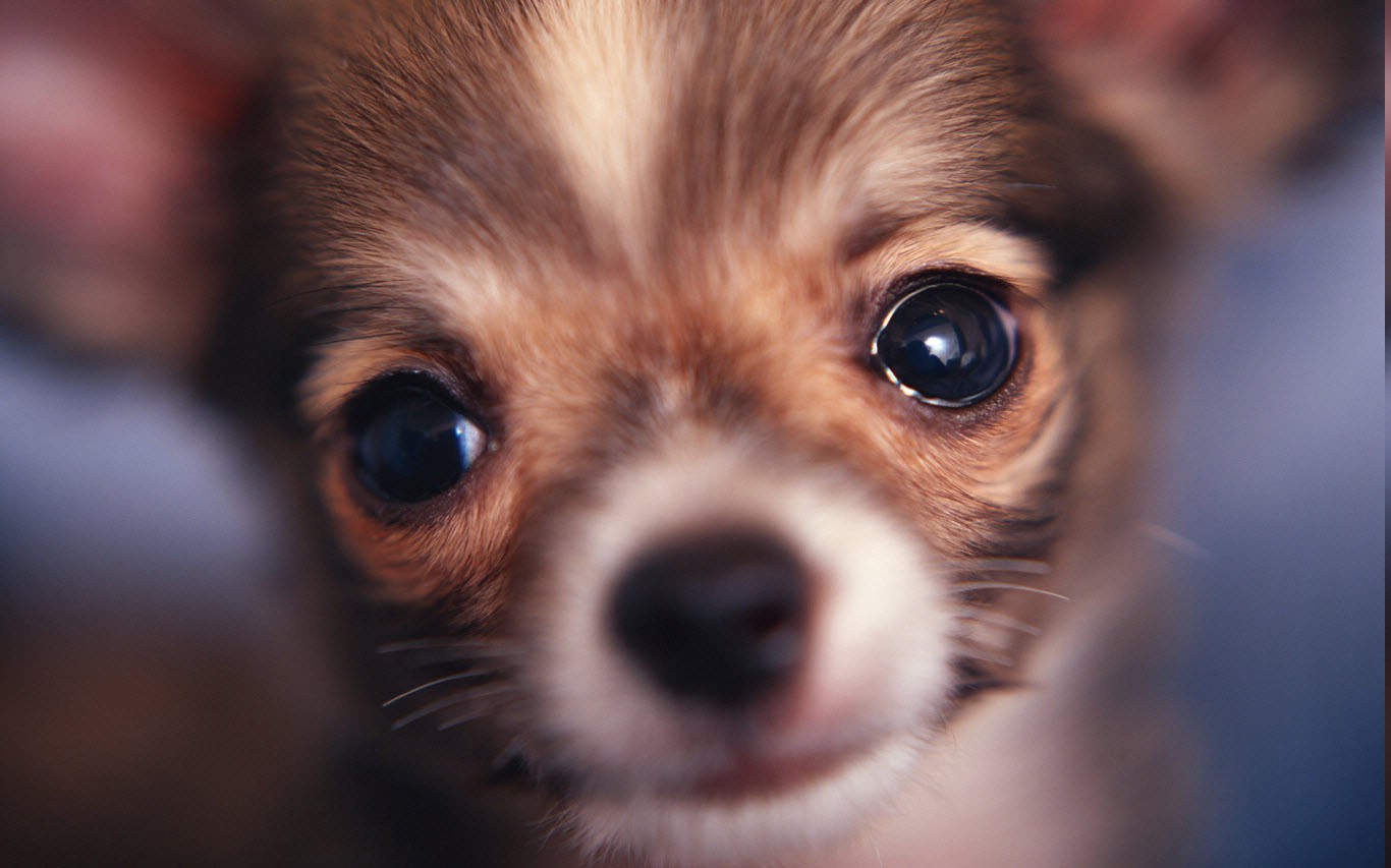 nature, Animals, Dog Wallpaper