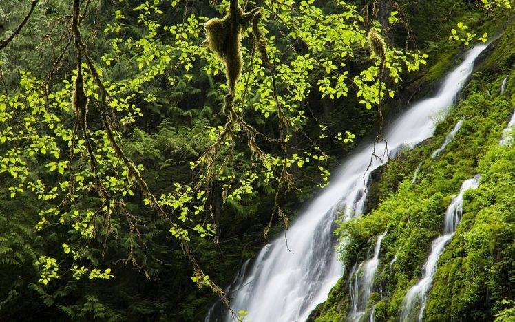 nature, Landscape, Waterfall, Vines, Forest HD Wallpaper Desktop Background