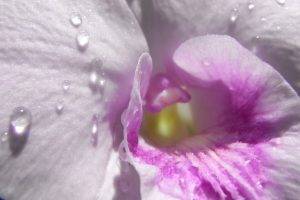 macro, Dew, Orchids, Flowers, Water Drops