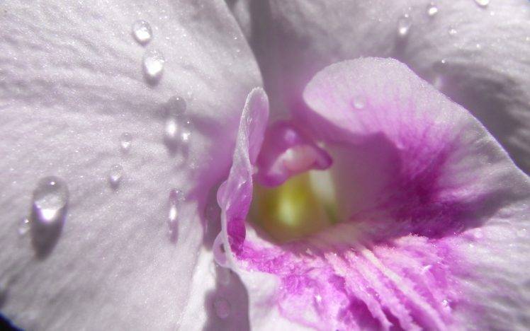 macro, Dew, Orchids, Flowers, Water Drops HD Wallpaper Desktop Background