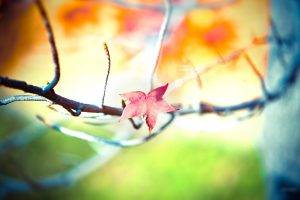 nature, Depth Of Field, Twigs, Leaves