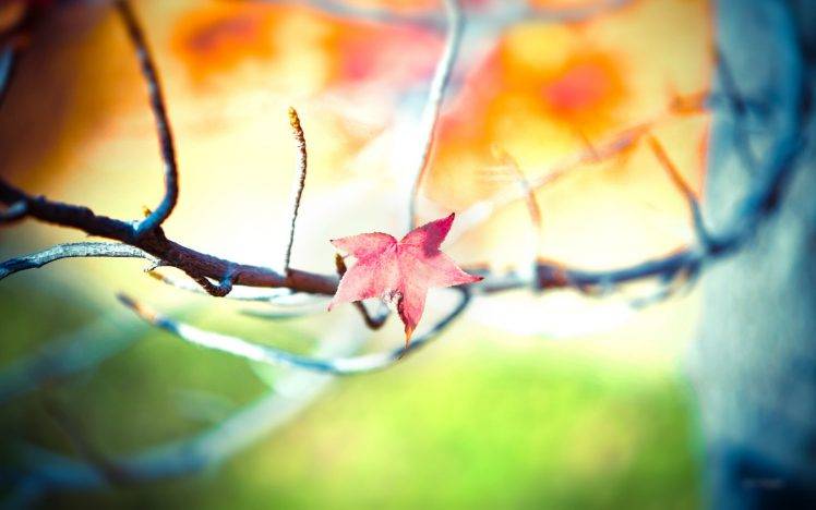 nature, Depth Of Field, Twigs, Leaves HD Wallpaper Desktop Background