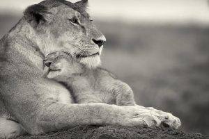 lion, Baby Animals, Animals