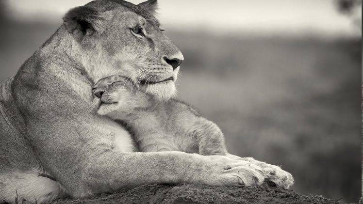 lion, Baby Animals, Animals HD Wallpaper Desktop Background