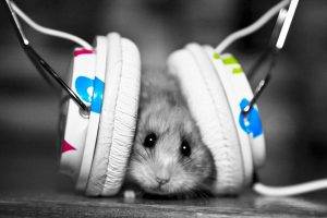 animals, Pet, Hamster, Headphones, Selective Coloring, Monochrome