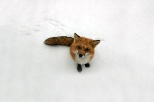 fox, Winter, Snow, Animals, Nature