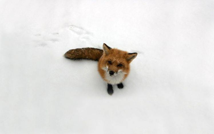 fox, Winter, Snow, Animals, Nature HD Wallpaper Desktop Background