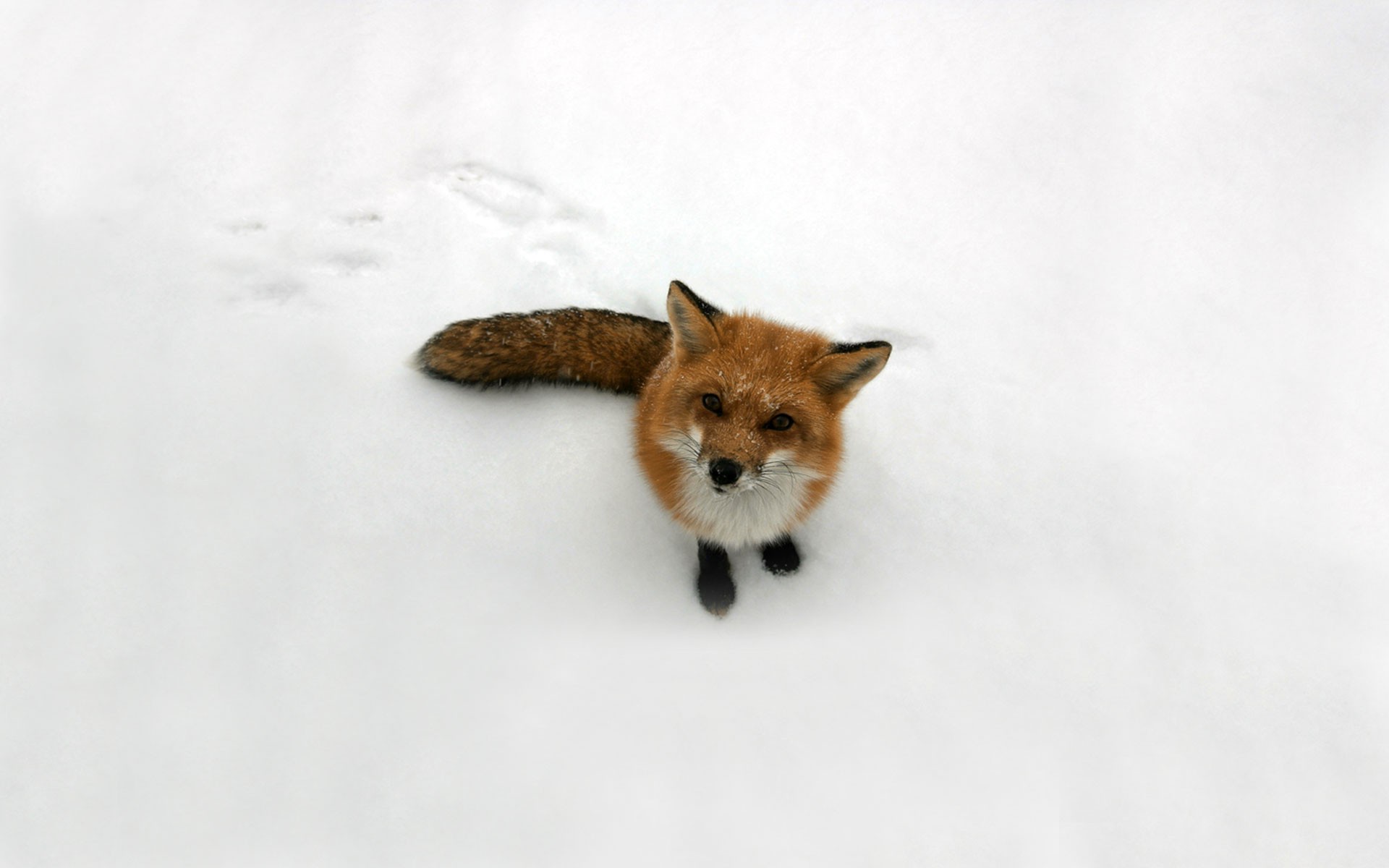 fox, Winter, Snow, Animals, Nature Wallpaper