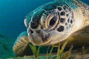 turtle, Underwater, Closeup, Animals