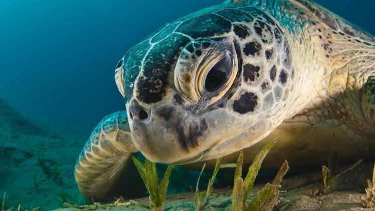 turtle, Underwater, Closeup, Animals HD Wallpaper Desktop Background