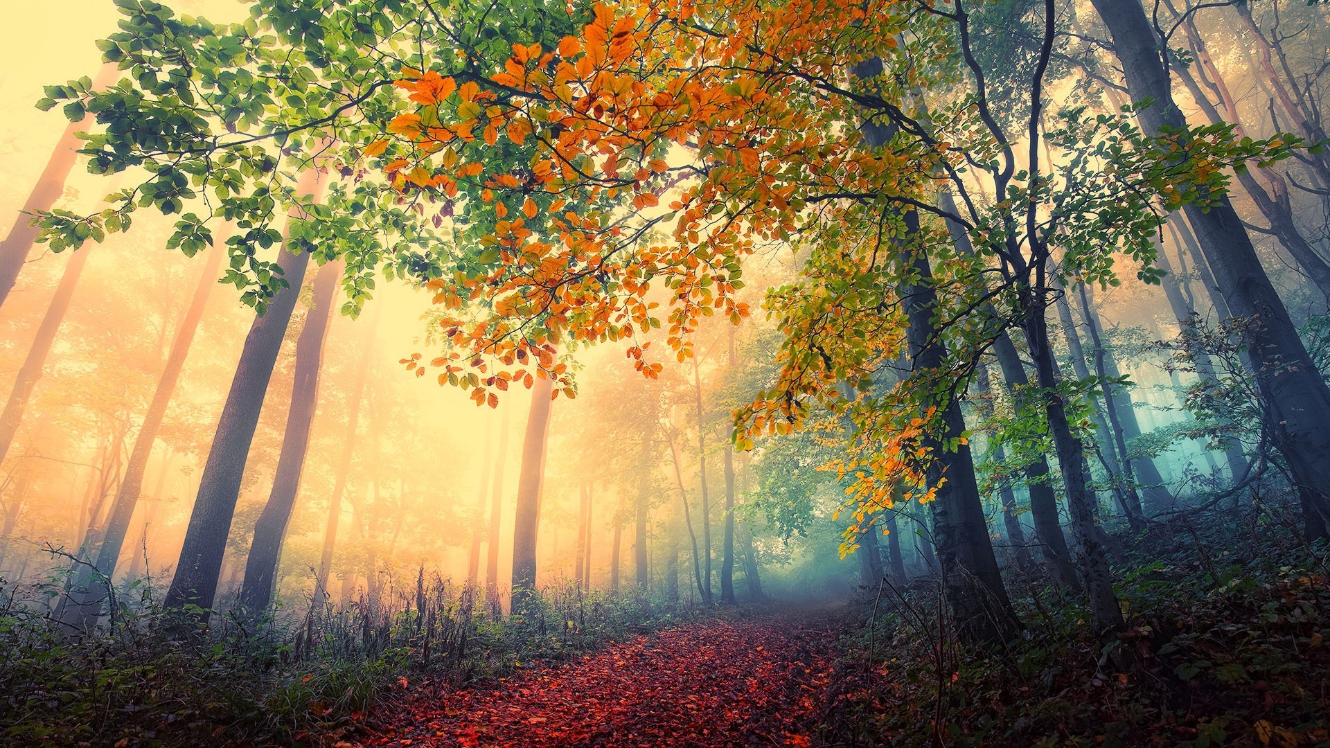 landscape, Trees Wallpaper